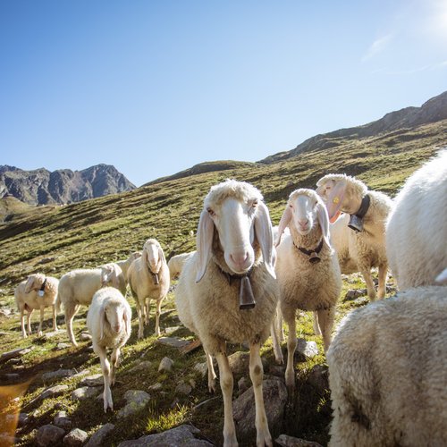 Alpine Pearls – a car-free holiday in the Alps