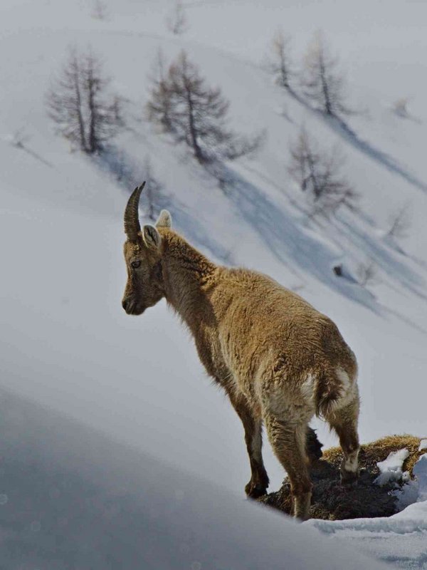 Chamois: der Zufluchtsort